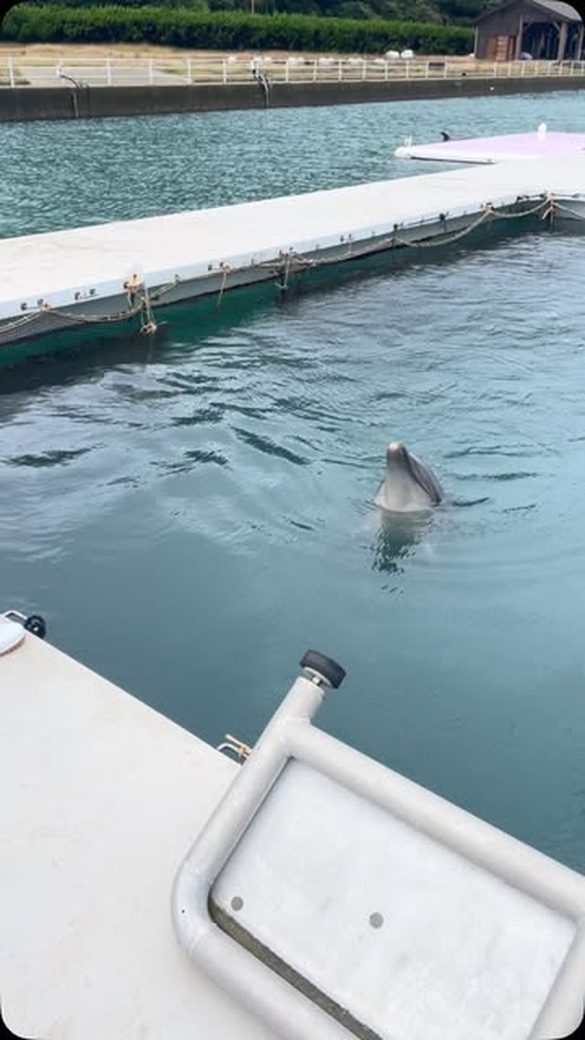 パルくんの水吹き💧ほんとは鳴かなくてもいい種目なのですが、、、パルくん、癖で鳴いちゃうみたいです😂可愛いですね💙