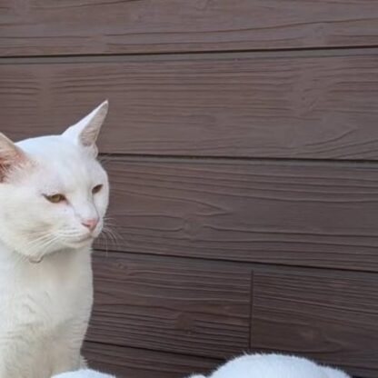 猫たち3匹まとまってました🐱みなさん、誰が誰かわかりますか〜？