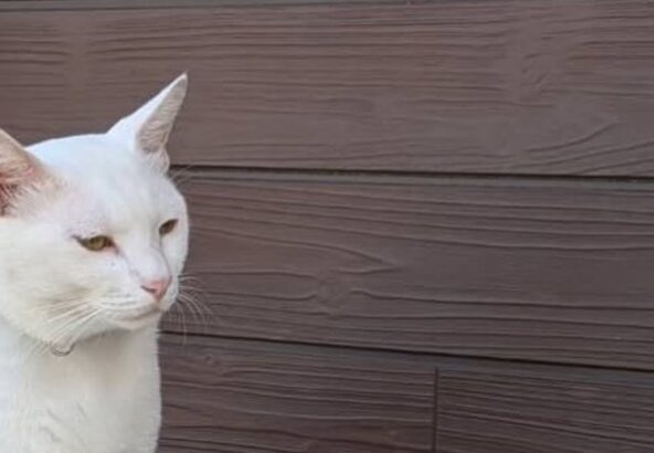 猫たち3匹まとまってました🐱みなさん、誰が誰かわかりますか〜？