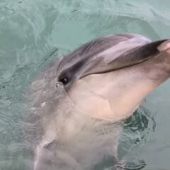今日はパルくんの鳴き声をご紹介✨️斜めになりながらも可愛く鳴いてます🗣️