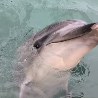 今日はパルくんの鳴き声をご紹介✨️斜めになりながらも可愛く鳴いてます🗣️