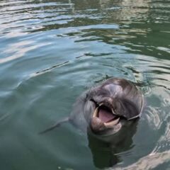 キャッチが上手なビビちゃん🐬トレーニング後にトレーナーと遊んでいます😂