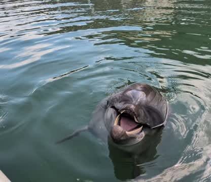 キャッチが上手なビビちゃん🐬トレーニング後にトレーナーと遊んでいます😂