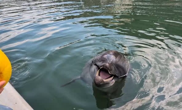 キャッチが上手なビビちゃん🐬トレーニング後にトレーナーと遊んでいます😂
