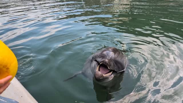 キャッチが上手なビビちゃん🐬トレーニング後にトレーナーと遊んでいます😂