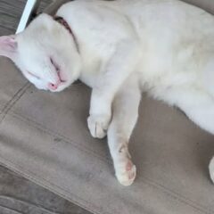 なんの夢を見ているんでしょうか💭💤
