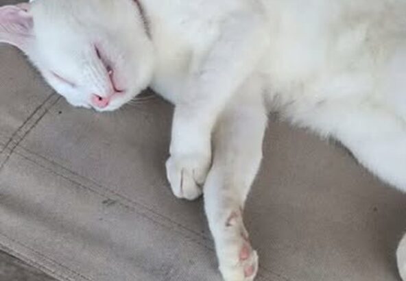 なんの夢を見ているんでしょうか💭💤