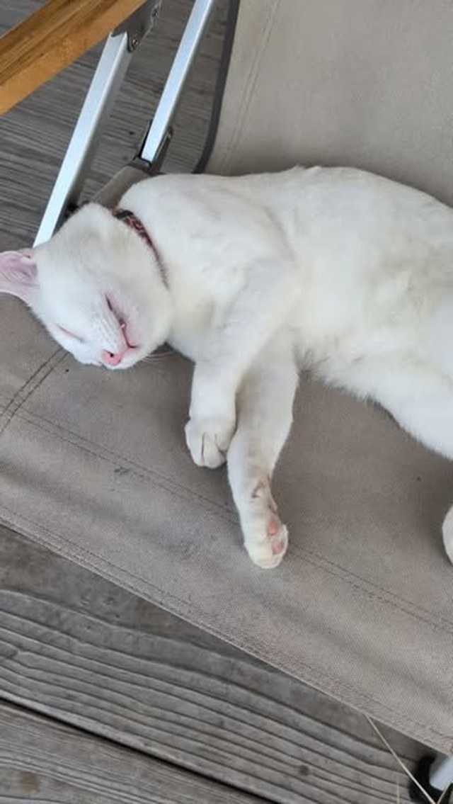 なんの夢を見ているんでしょうか💭💤