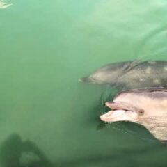 歩くとついてきてくれるビビちゃんとあずきちゃん✨️ビビちゃんはお魚もらえると思ってるのかな？🐟️