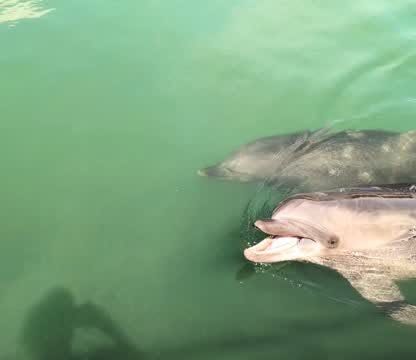 歩くとついてきてくれるビビちゃんとあずきちゃん✨️ビビちゃんはお魚もらえると思ってるのかな？🐟️