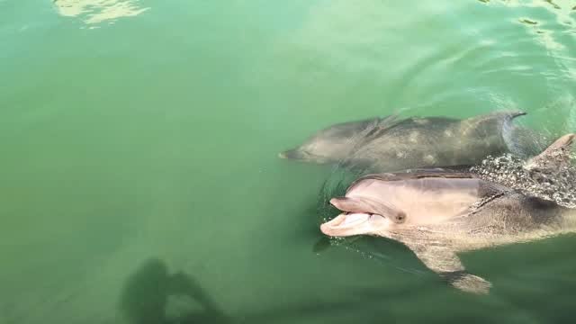 歩くとついてきてくれるビビちゃんとあずきちゃん✨️ビビちゃんはお魚もらえると思ってるのかな？🐟️