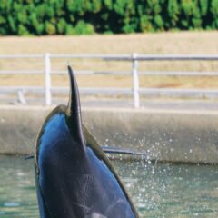 今日の写真は、ジャンプ中のティダちゃん🩷いつものキュートさとのギャップが凄いです🫶🏻