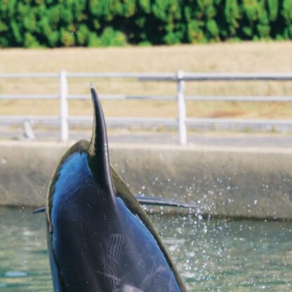今日の写真は、ジャンプ中のティダちゃん🩷いつものキュートさとのギャップが凄いです🫶🏻