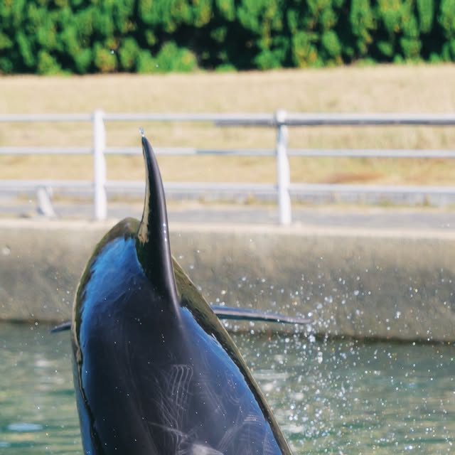 今日の写真は、ジャンプ中のティダちゃん🩷いつものキュートさとのギャップが凄いです🫶🏻