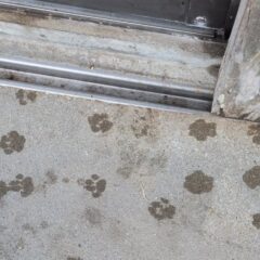 スタッフルームの前に可愛い足跡がありました🐾