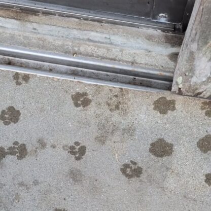 スタッフルームの前に可愛い足跡がありました🐾