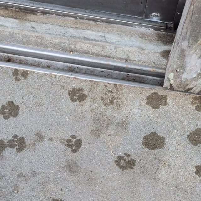 スタッフルームの前に可愛い足跡がありました🐾