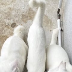 おこぼれ待ちの3匹🐾