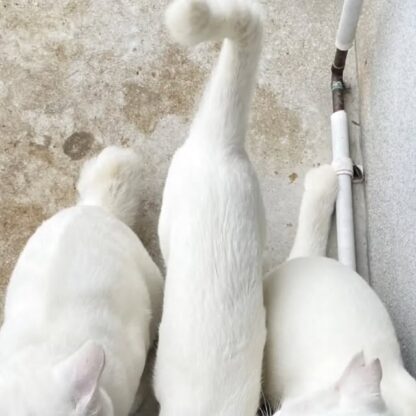 おこぼれ待ちの3匹🐾
