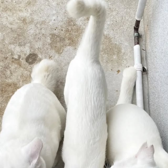 おこぼれ待ちの3匹🐾
