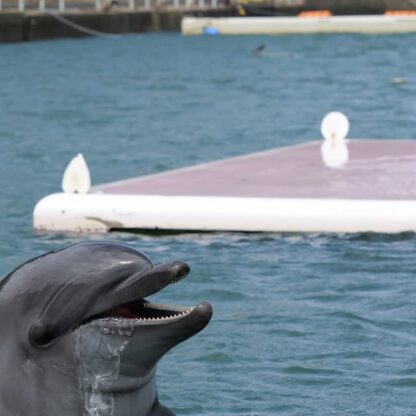 最近のイルカたち🐬手前はティダちゃん🩷奥はなんと二重顎の瞬間のビビちゃんです😳