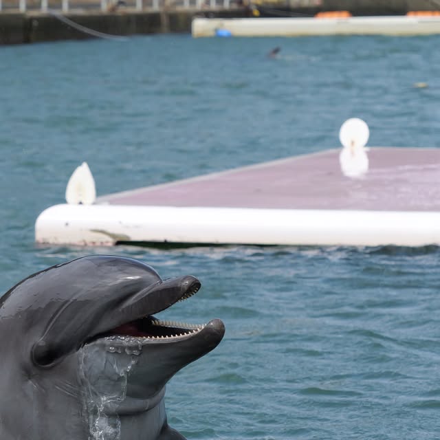 最近のイルカたち🐬手前はティダちゃん🩷奥はなんと二重顎の瞬間のビビちゃんです😳