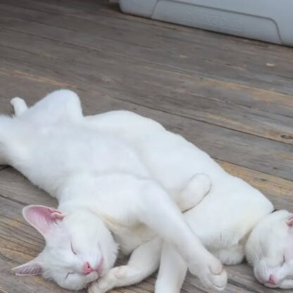 猫たちのお昼寝🐈️左がポコ、右がポムなのですがポコの寝相がとんでもないですね😆