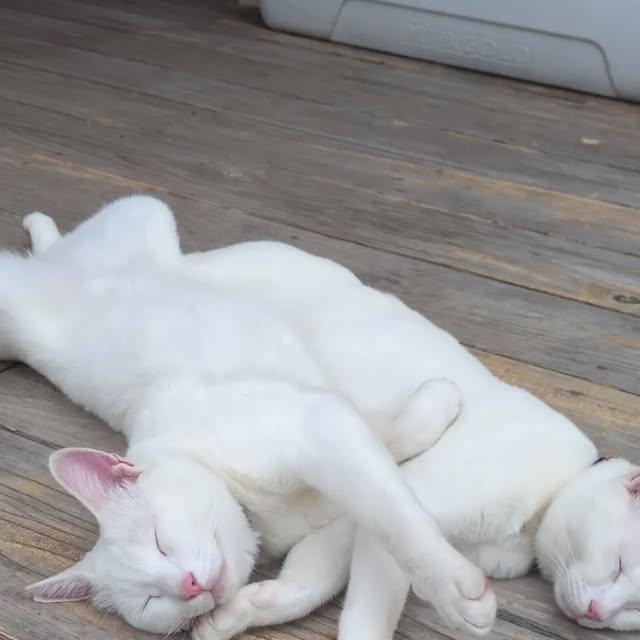 猫たちのお昼寝🐈️左がポコ、右がポムなのですがポコの寝相がとんでもないですね😆