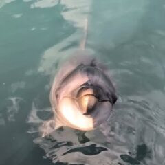 パルくんのキレキレな頷き🙂‍↕️