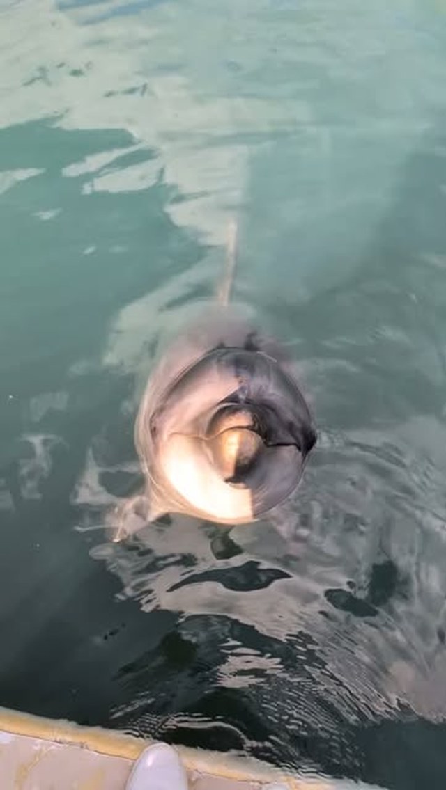 パルくんのキレキレな頷き🙂↕️