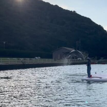 夕方のトレーニング🐬🌅ビビちゃんのジャンプと夕陽が綺麗です✨