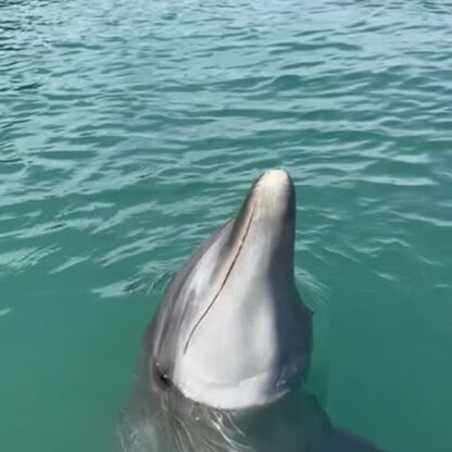 ティダちゃんのジャンプ✨️ビビちゃんに負けないくらい高いジャンプを飛んでます！！