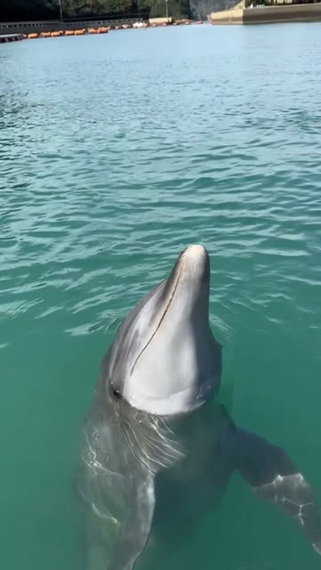 ティダちゃんのジャンプ✨️ビビちゃんに負けないくらい高いジャンプを飛んでます！！