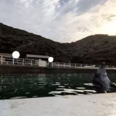 あずきちゃんのボールタッチ⚽️逆光で見えづらいと思いますがバッチリタッチできました✨️