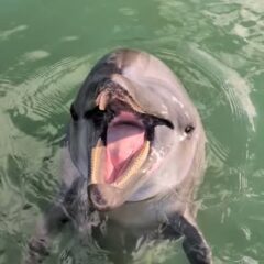 ビビちゃんの頷き🙂‍↕️下顎しか動いてないですね💦