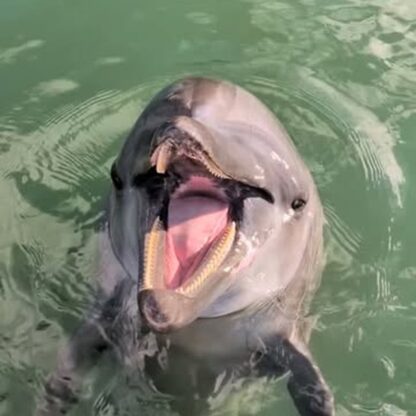 ビビちゃんの頷き🙂‍↕️下顎しか動いてないですね💦