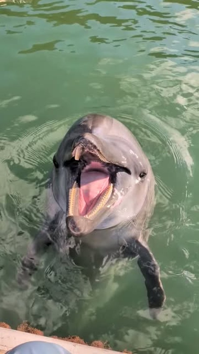 ビビちゃんの頷き🙂‍↕️下顎しか動いてないですね💦