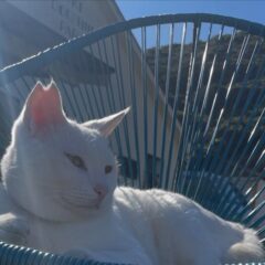 座ってのんびりしてるポムさん🐱椅子の下から、ふわふわな毛がはみ出てます😳😂