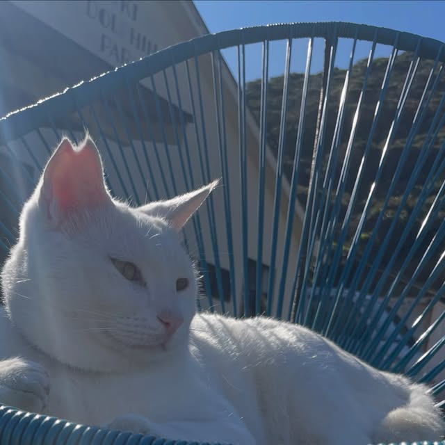 座ってのんびりしてるポムさん🐱椅子の下から、ふわふわな毛がはみ出てます😳😂