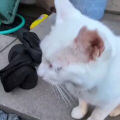 3匹が協力してくれました🐾