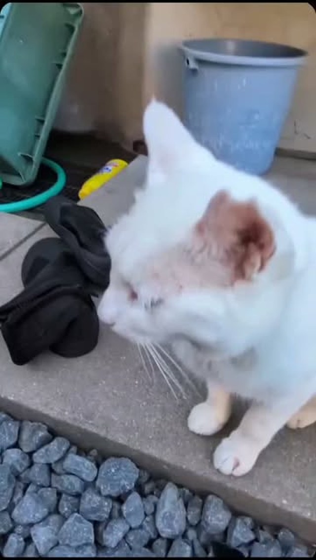 3匹が協力してくれました🐾