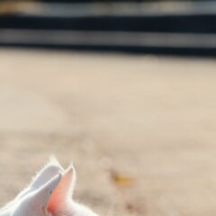 まったりしてるポムさん🌸🐈太陽が眩しそうですね☀️