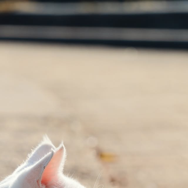 まったりしてるポムさん🌸🐈太陽が眩しそうですね☀️