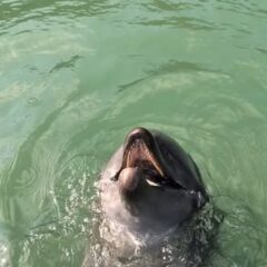 あずきちゃんのうなずきです！ビビちゃんと似てる…🤔