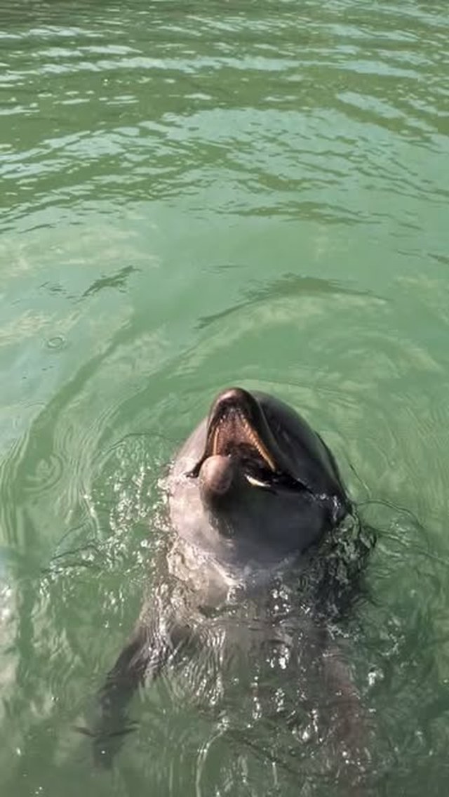 あずきちゃんのうなずきです!