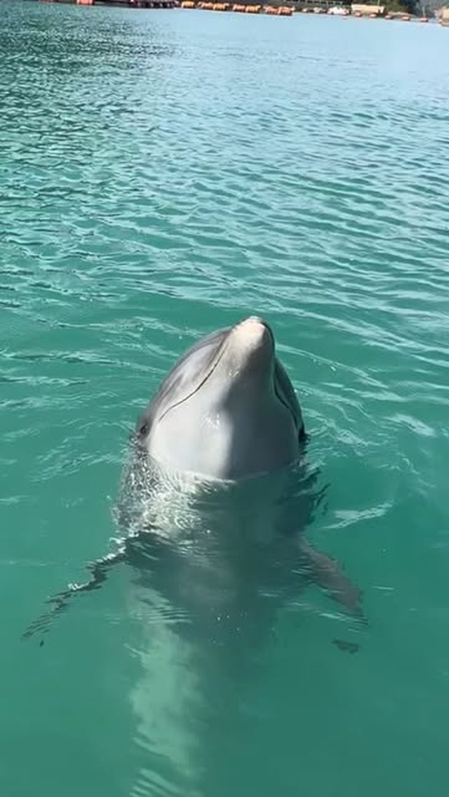 ティダちゃんの鳴き声です✨️4頭の鳴き声が揃ったのでぜひみなさん聴き…