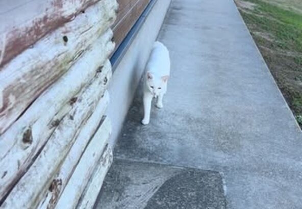 トレーナーの後ろを付いて来るポコさん🩵てくてく歩いてますね🚶‍♀️