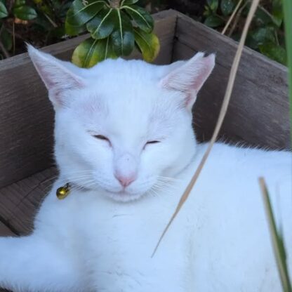 箱の中で気持ちよさそうに寝ていたシロさん😴