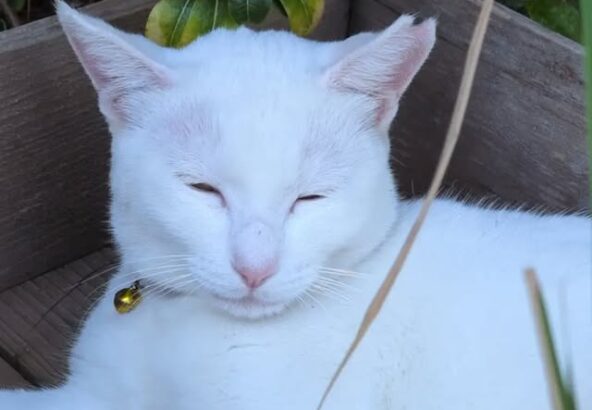箱の中で気持ちよさそうに寝ていたシロさん😴