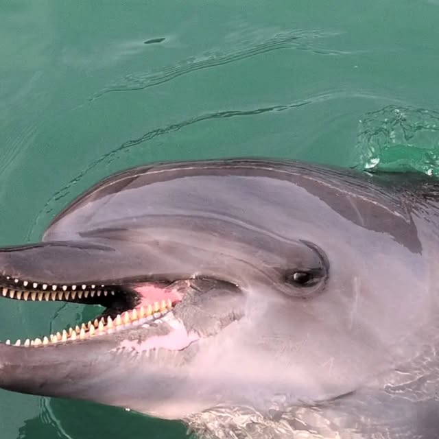 トレーニング終わっても魚をねだるビビちゃんです😅
